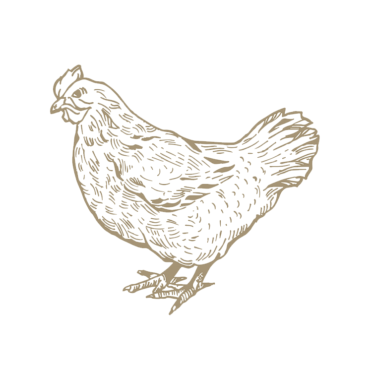 GALLINA
